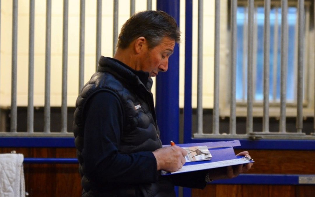 KWPN: selectie Young Jumping Foal Sale in volle gang