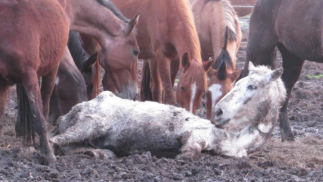 Invoer Zuid-Amerikaans paardenvlees moet stoppen