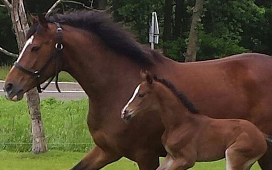 Noord-Holland eert fokkers