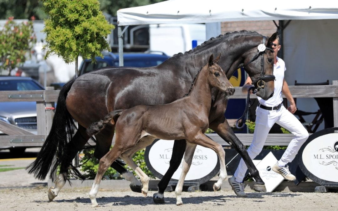 Verkeerde kampioenen gehuldigd