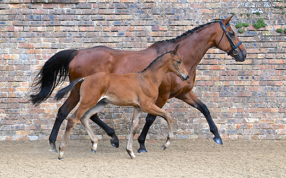 Eerste Bolesworth AES Elite Foal Auction levert topprijzen op