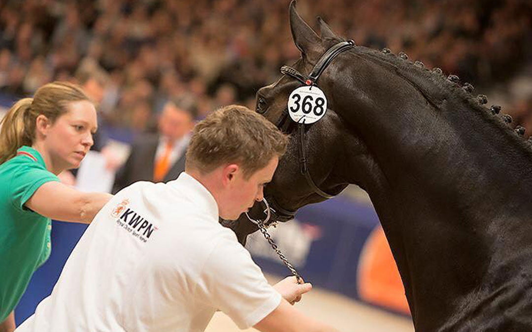 Marcel van Manen: uitstraling en beweging, papier en galop