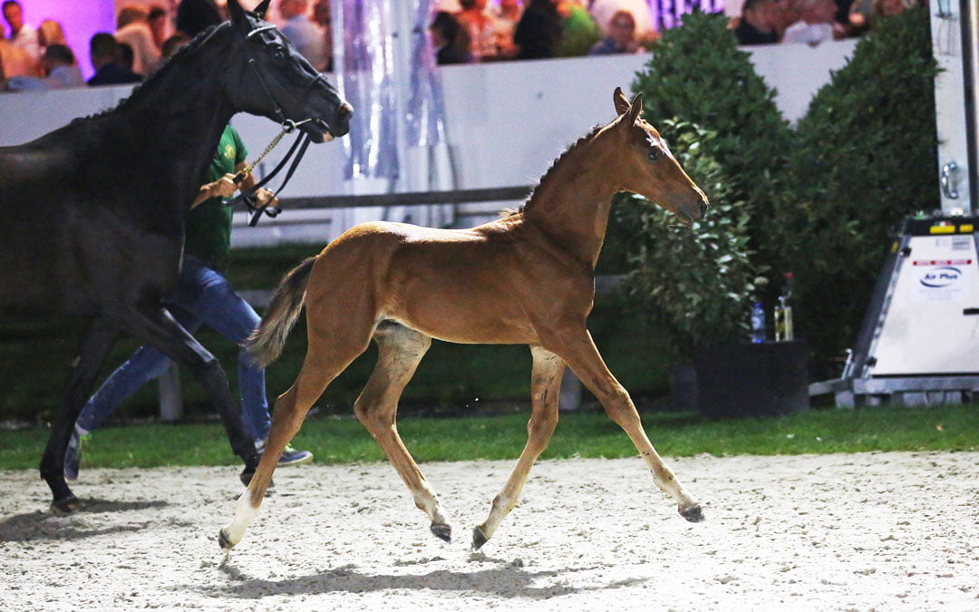 Flanders Foal Auction prijzen schieten door plafond in Beervelde