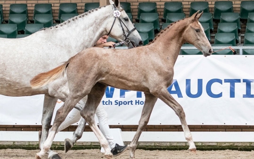 Goede start KWPN Online Veulenveiling