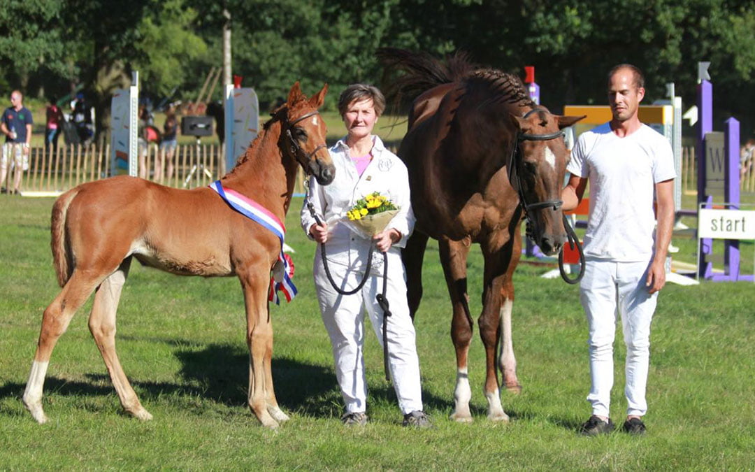 Veulenkeuring eventing met meer dan de helft van Volbloeds