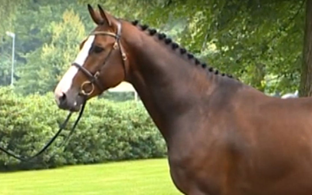Holsteinse stamboek leidt Otto Becker elk jaar rond