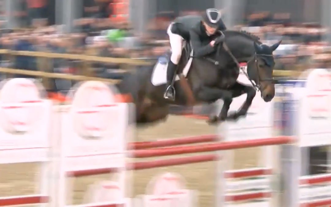 Tien nieuwe elitehengsten in BWP