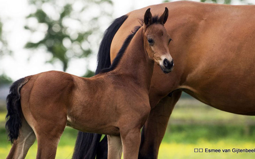CSI Twente breidt uit met veulenveiling Grand Prix Sales