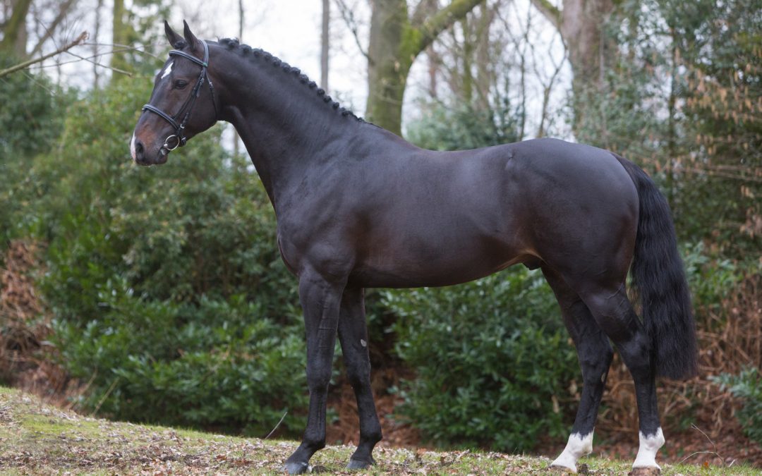 !!Winactie!! Win een dekking twv €800,-!