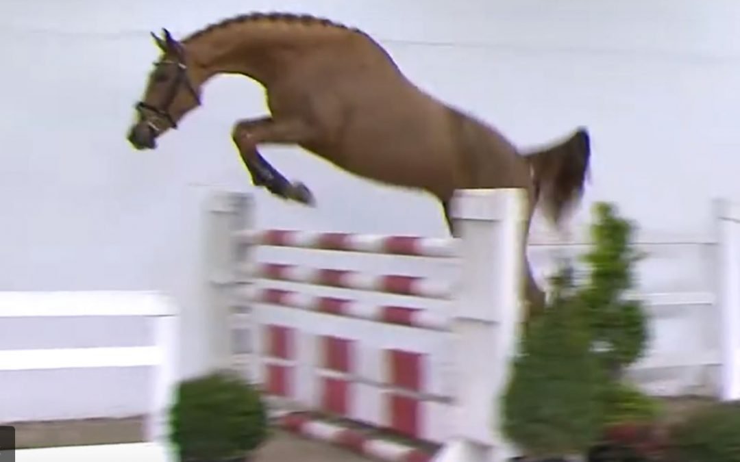 Chaclago PS veilingtopper PS Online-veiling