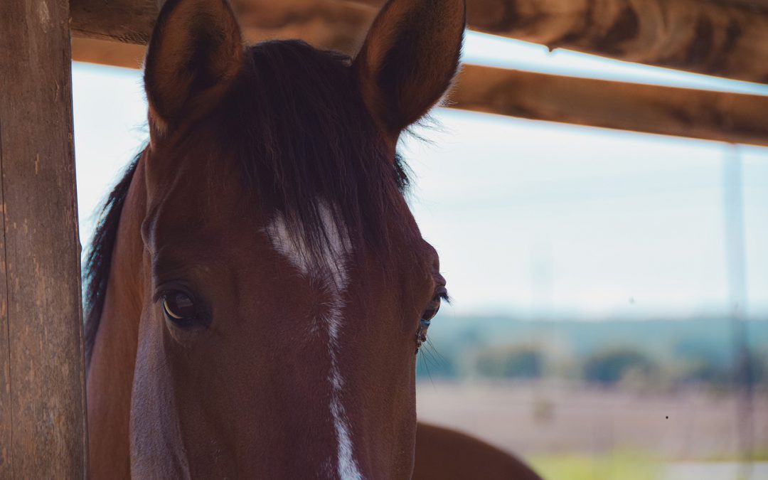 Tips voor jou en je paard in de ‘Corona tijd’