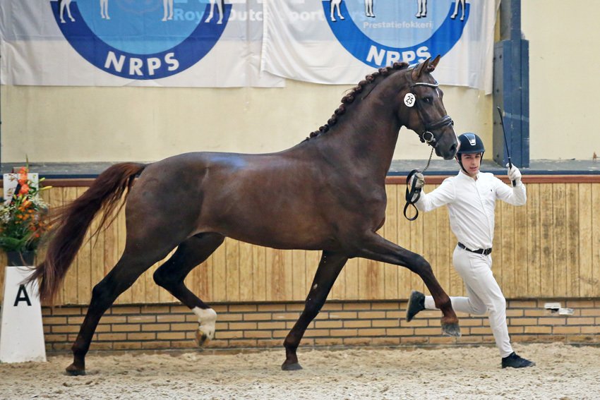 NRPS voegt 36 hengsten toe aan bestand