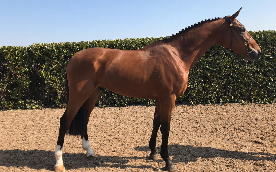 Magic Coconut: win een dekking!