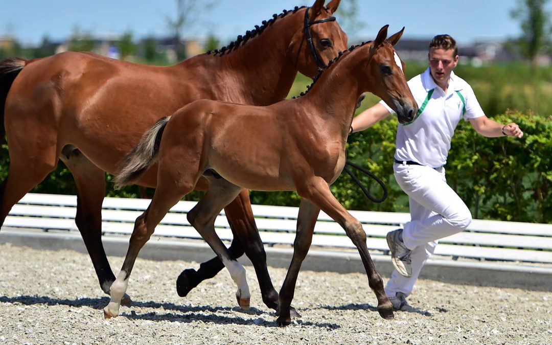 Trotse fokker Patrick Verbakel: gewoon heel goed, als veulen al