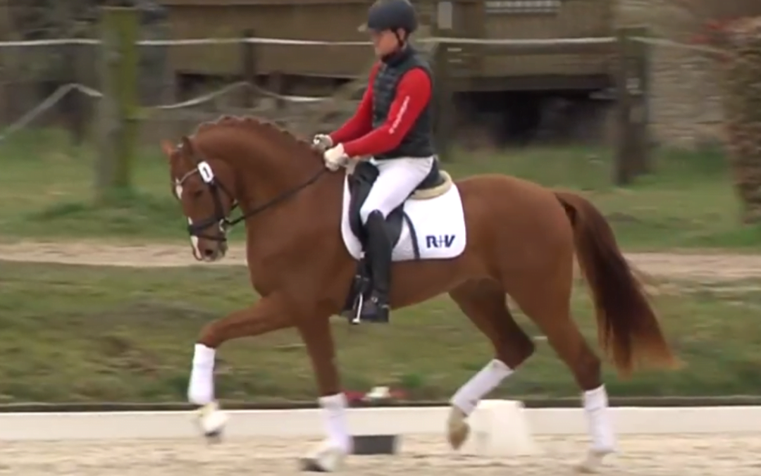 Bombino Bianco veilingtopper tijdens Westfalen Online Veiling