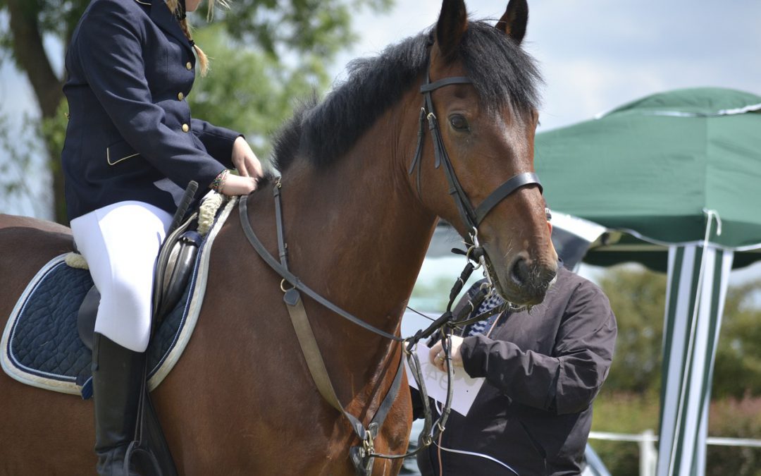 Geen in- en uitvoer meer van paarden uit Thailand