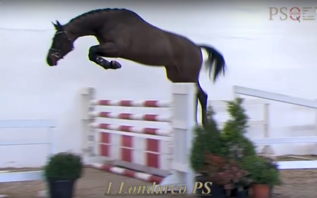 Londarco PS veilingtopper tijdens PS online veiling