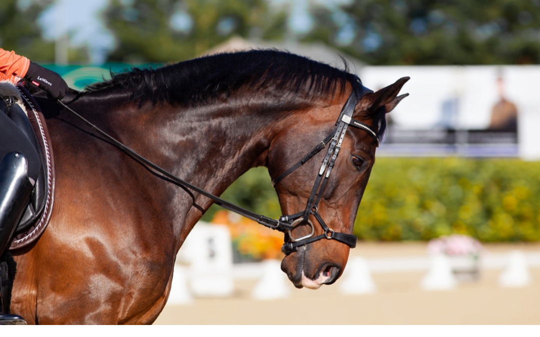 ParaPaard Corona Noodfonds maakt 40.000 euro vrij voor de paardensport