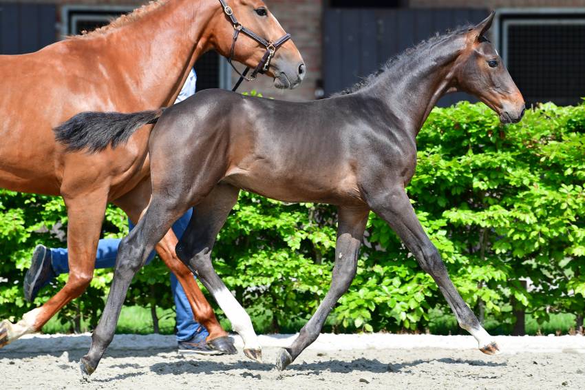 Designed by Bull’s Eye Z veulentopper van ET Auction