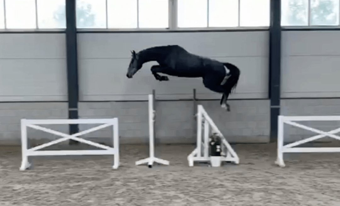 Tweejarige Hermantico voor 21.000 in ESHA