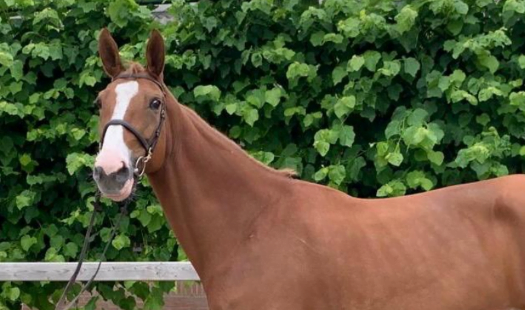 Dennis Swennen: ‘Eigenlijk zijn het koopjes die de mensen hebben kunnen doen.’
