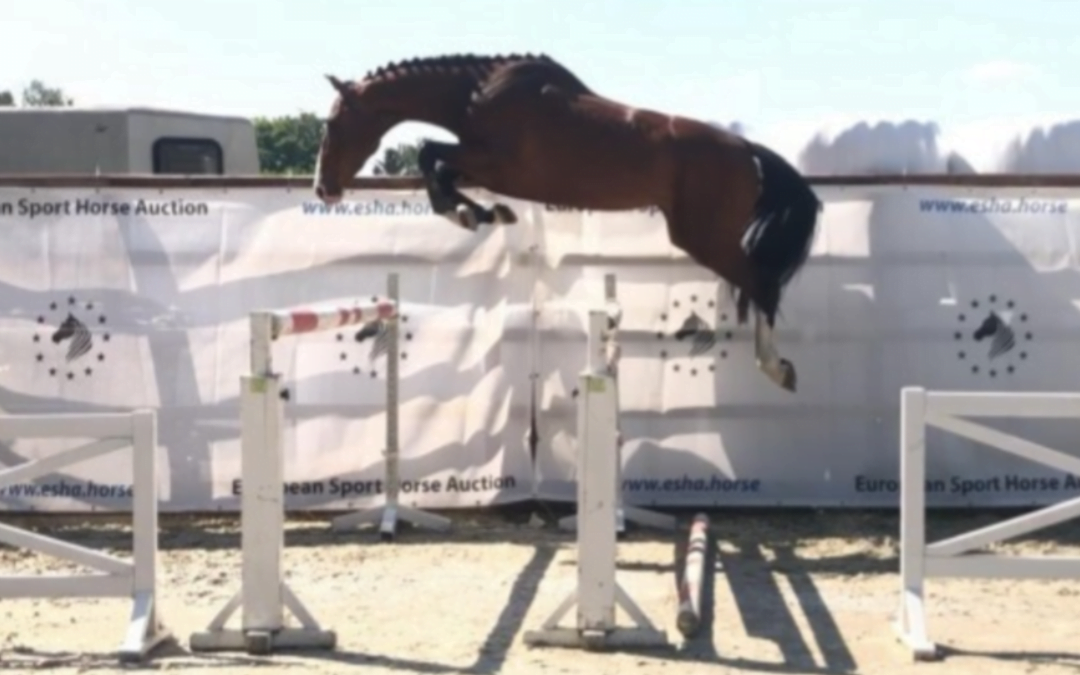 Tweede ESHA online veiling loopt zondagavond af