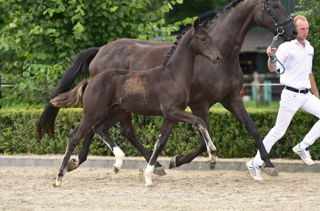 Veulens van Veulenveiling Midden Nederland zijn er klaar voor