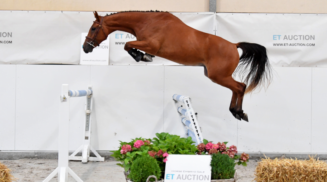 ET Auction komt weer met nieuwe veiling