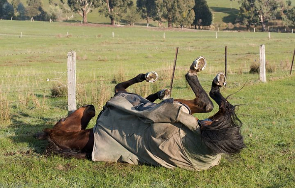 Europese bond ziet: mensen met paardenervaring bezorgd over welzijn buiten de wedstrijd om
