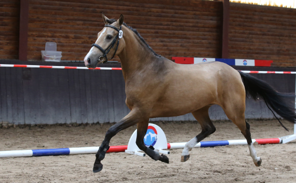 Pony’s vallen op bij NRPS regio Zuid