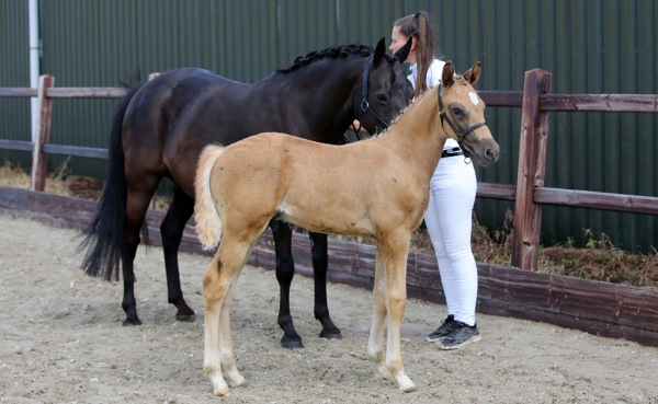 NRPS thuisinspectie: zes paarden en twee pony’s ster