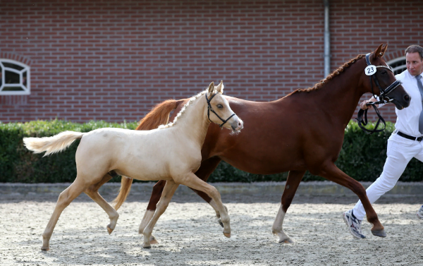 Diaxx Sun veulenkampioen dressuurpony’s