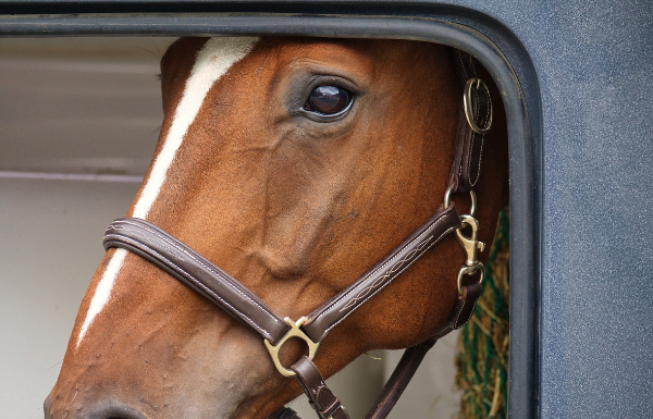 Gratis webinar over paarden-EHBO