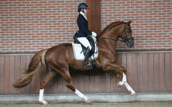 NRPS verrichtingsexamen: 28 hengsten geslaagd