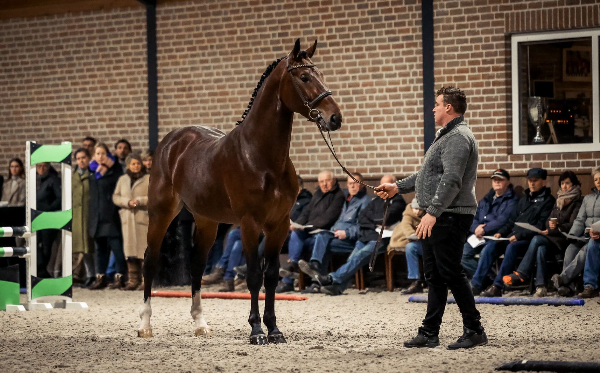 Hengstenshow wordt Fokkersdag