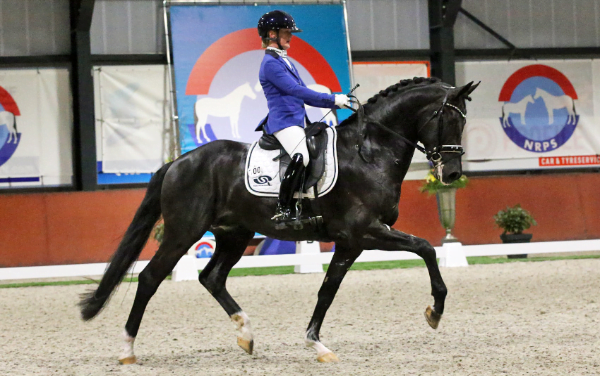 NRPS Hengstencompetitie in Dronten