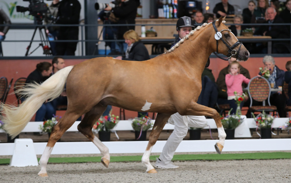 Ponyhengst Pronk Stables kampioen