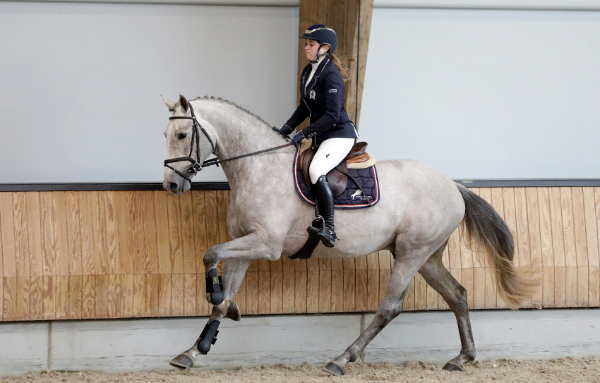 NRPS heeft er twee springhengsten bij