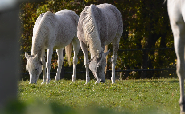 Emissies bij paarden onontgonnen gebied