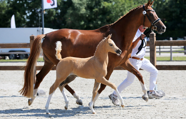 JK Stables opvallend in Tolbert