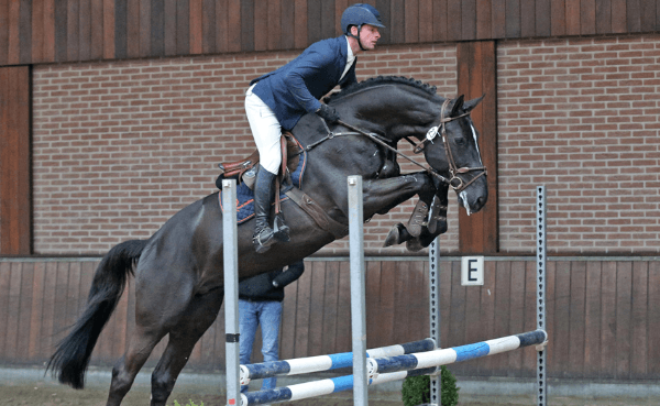 Volle bak bij NRPS verrichtingsonderzoek en hengstenkeuring