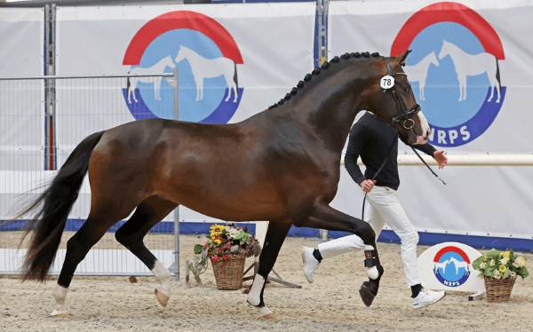Achttien dressuurhengsten door bij NRPS