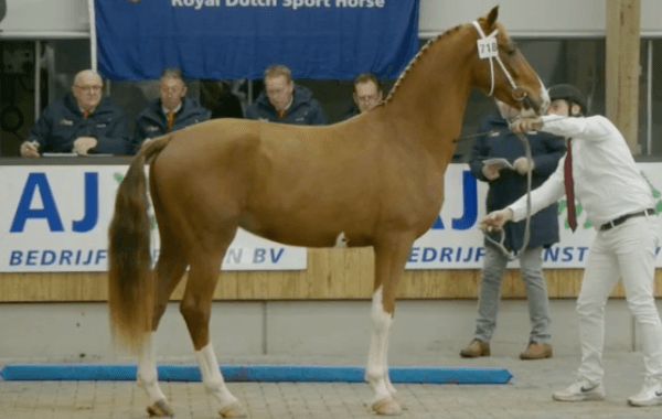 Nationale Veulenkeuring weer op Tuigpaardendag