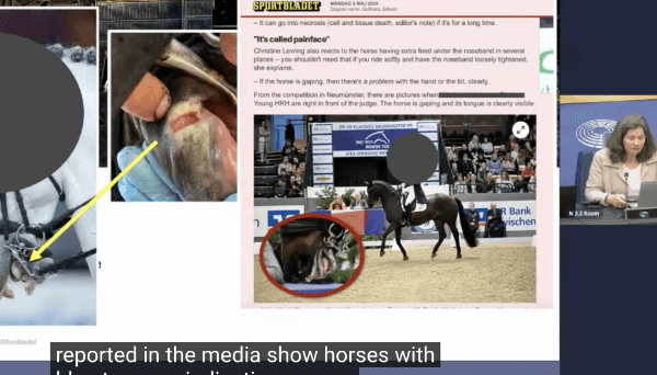 Paardensport krijgt opnieuw een deuk, nu vanuit de EU