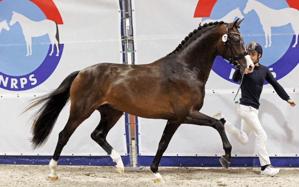 Hengstenkeuring NRPS vier dagen en vernieuwd
