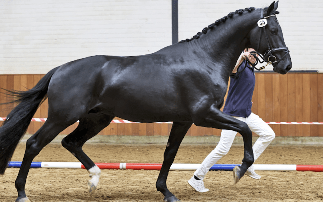NRPS Nakeuring: nog drie hengsten goedgekeurd