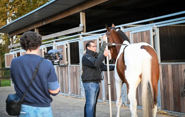 Online paardenveilingen: tussen hype en realiteit
